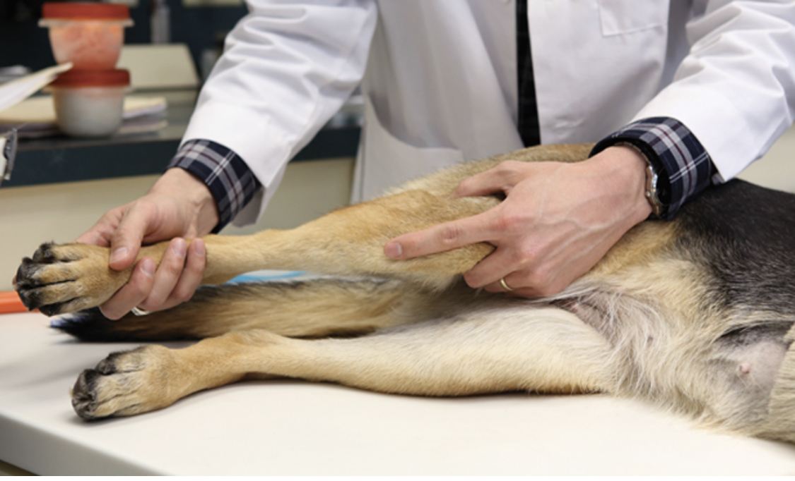 Cruciate Veterinary Service on Dog