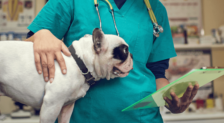 Pet surgery in Davison, MI